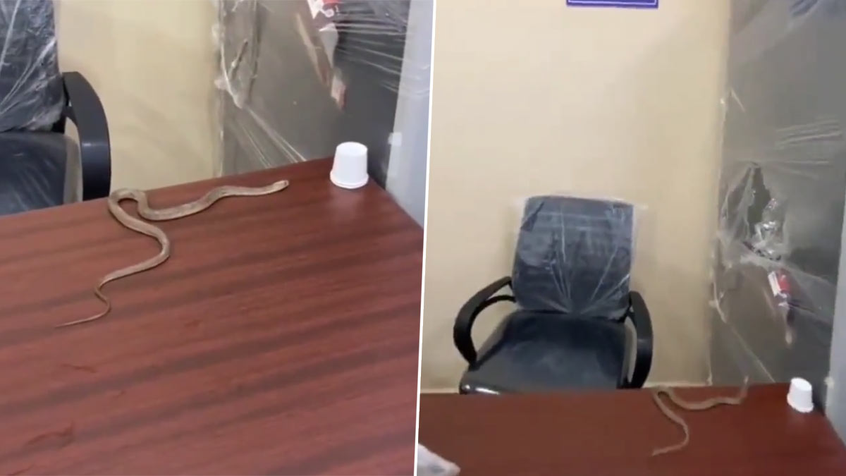 Frustrated Person Taken Snake To GHMC Office As Officials Not Responding To Complaint Alwal