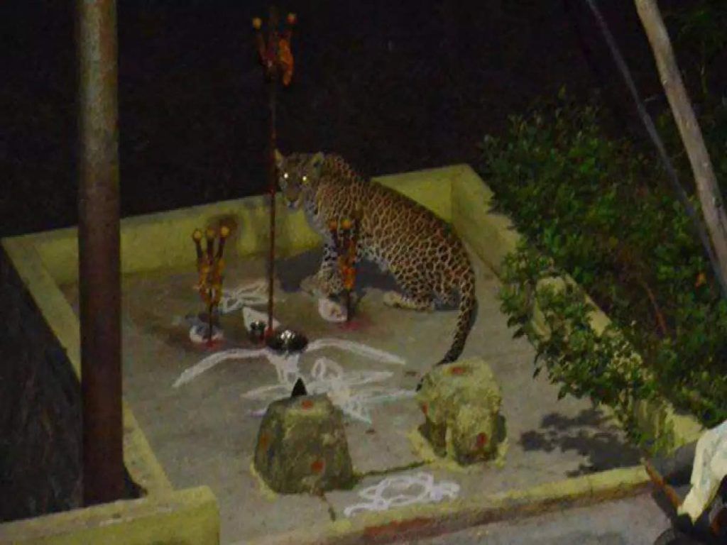 Tirumala Leopard Trapped In Cage