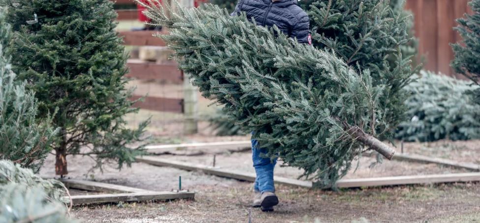 is-christmas-increasing-environmental-pollution 1