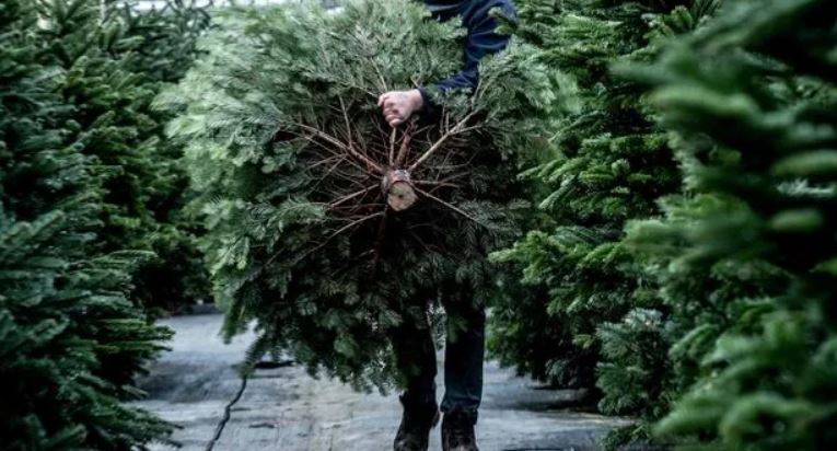 is-christmas-increasing-environmental-pollution