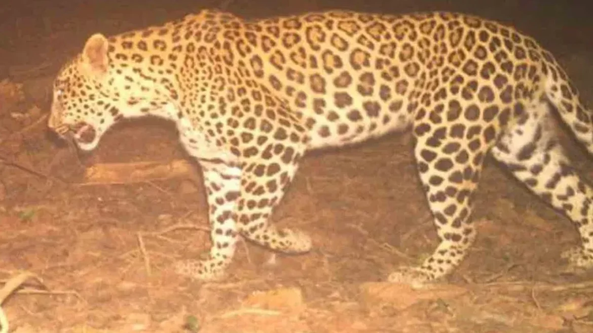 Leopard at Shamshabad: Leopard in Shamshabad Airport..!